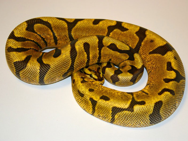 Enchi Woma Yellow Belly