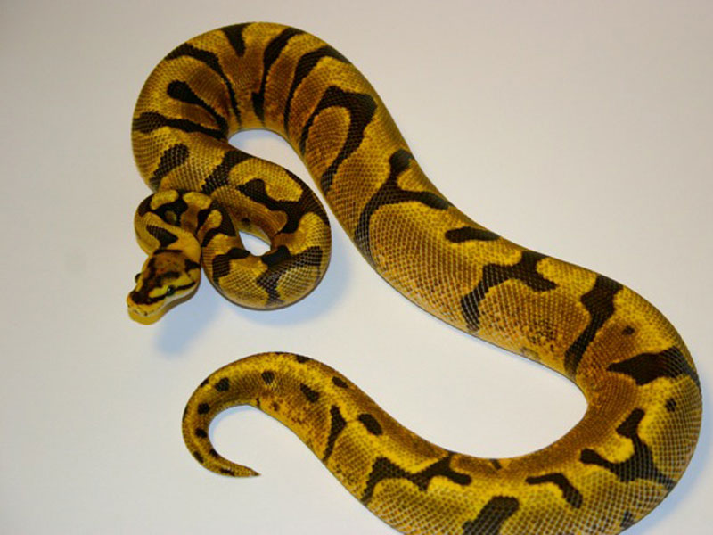 Enchi Woma Yellow Belly