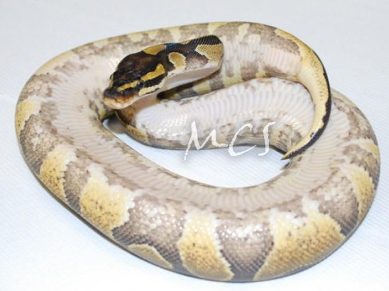 Enchi Yellow Belly