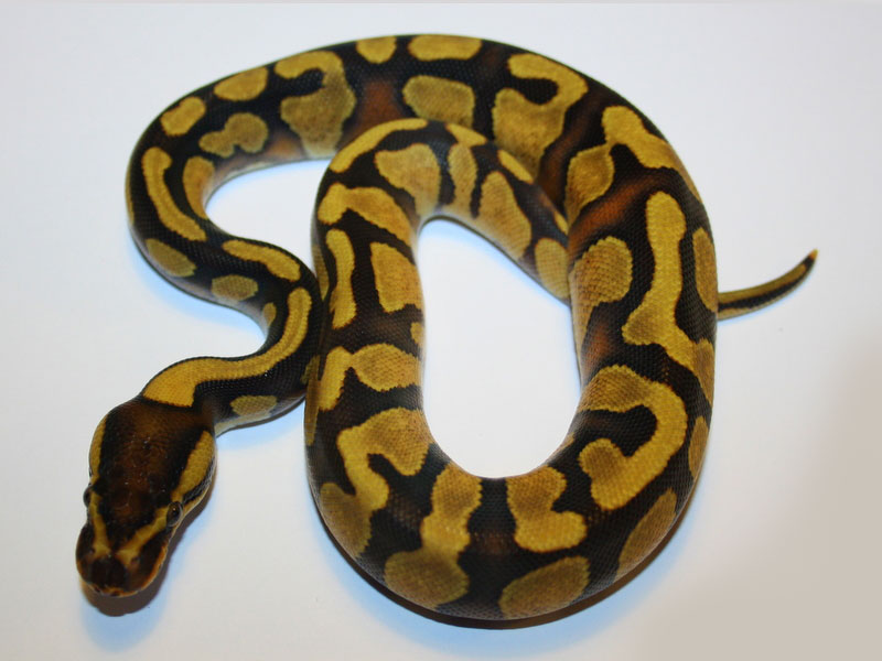 Enchi Yellow Belly