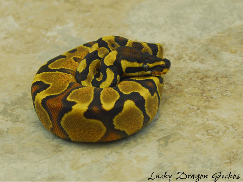 Enchi Yellow Belly