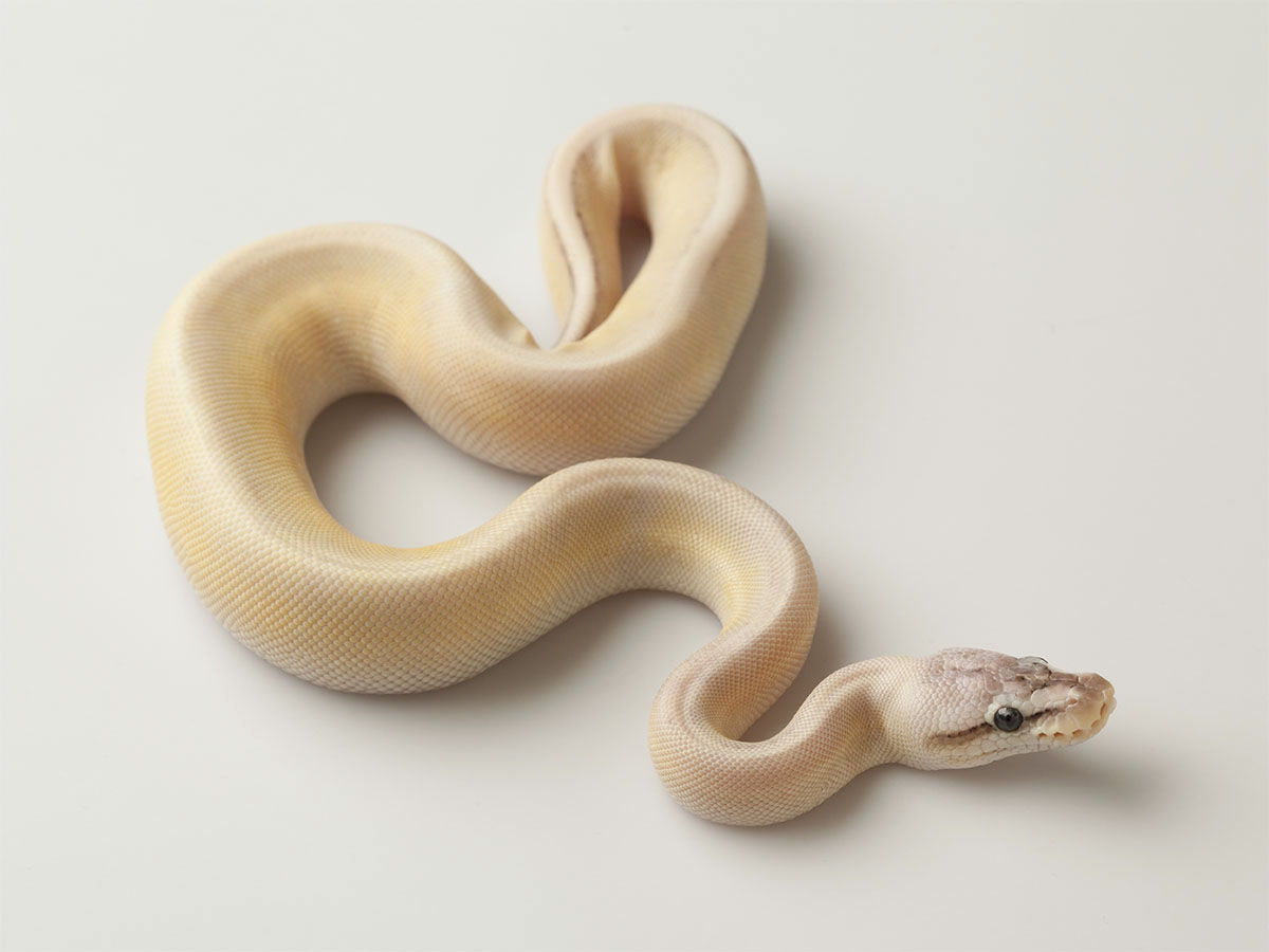 Enhancer Genetic Stripe Het Red Axanthic Pastel