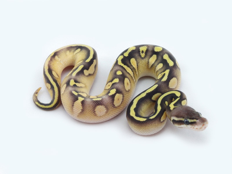 Epic Calico Mojave Pastel Yellow Belly