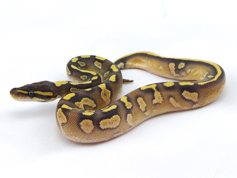 Epic Calico Mojave Yellow Belly