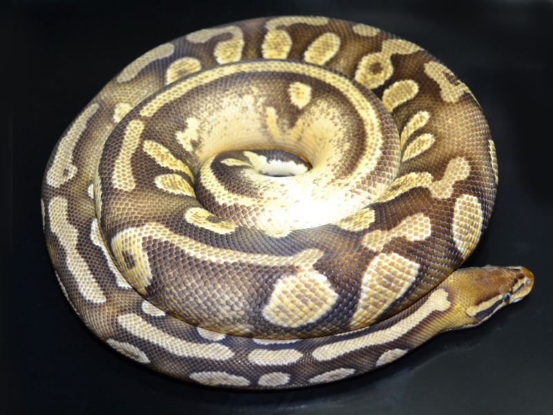 Epic Mojave Pastel Yellow Belly