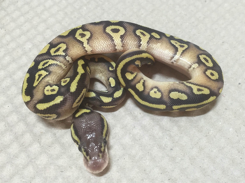 Exo-LBB Fader Mojave Pastel Yellow Belly