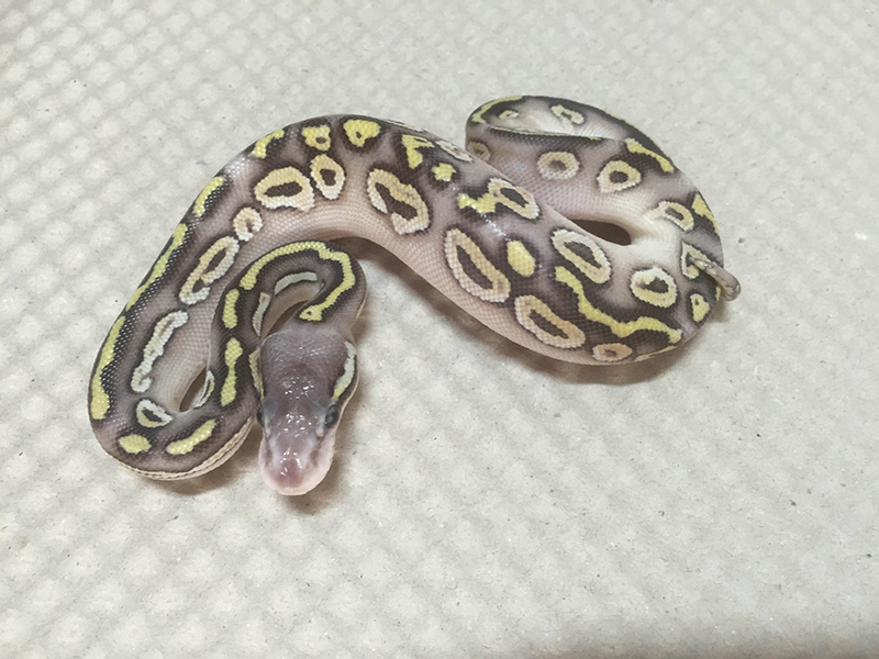 Exo-LBB Fader Mojave Super Pastel Yellow Belly