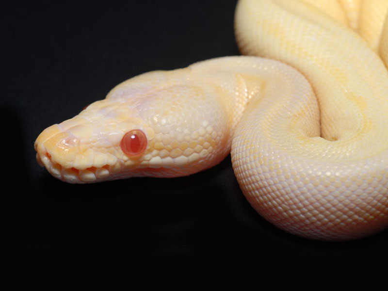 Faded Albino Pinstripe 