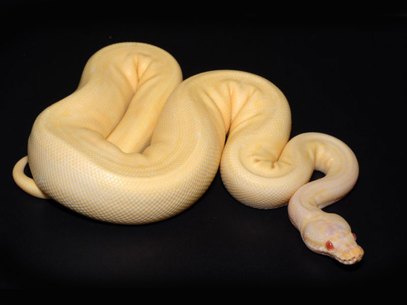 Faded Albino Pinstripe 