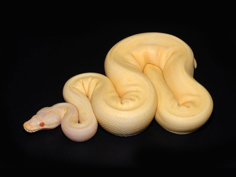 Faded Albino Pinstripe 