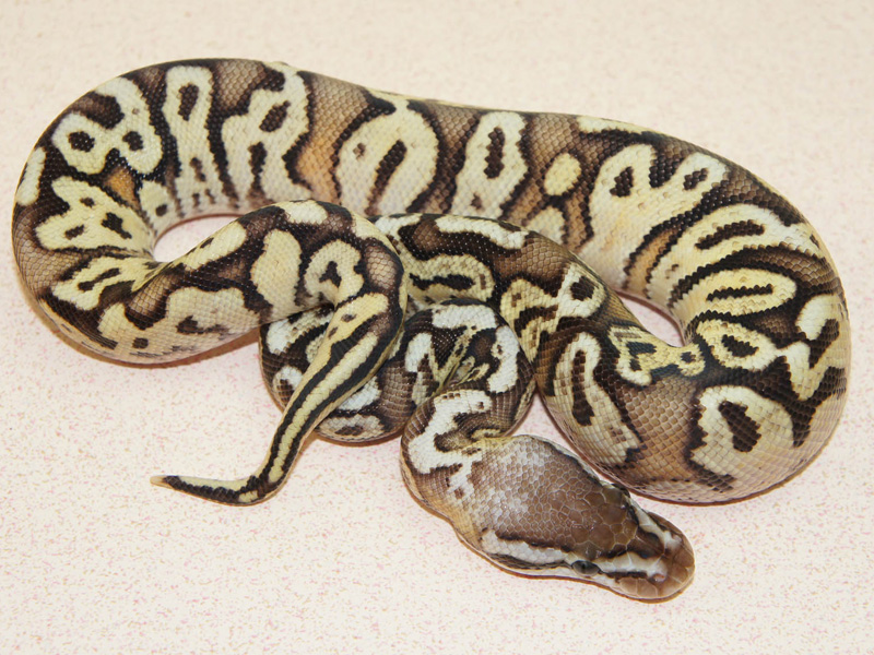 Fader Hidden Gene Woma Granite Lucifer Pastel