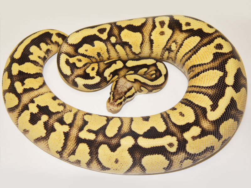 Fader Lemon Pastel Lucifer Yellow Belly