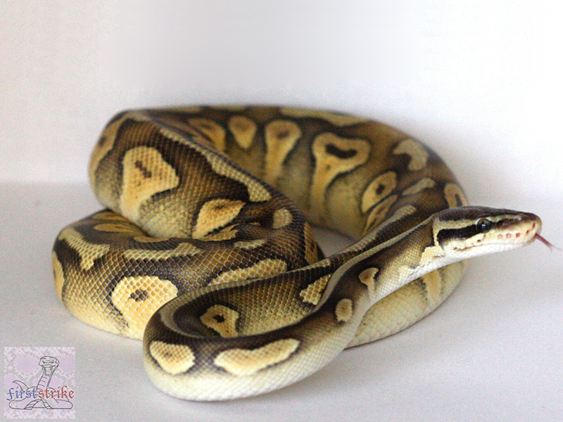 Fader Mojave Super Pastel