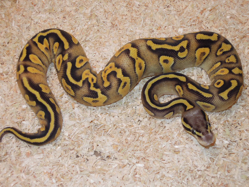 Fader Super Pastel Mojave Yellow Belly