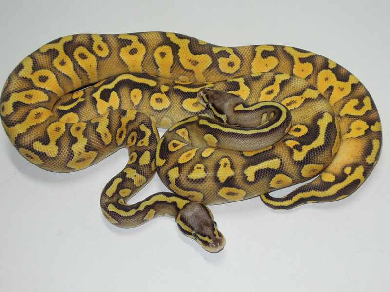 Fader Super Pastel Mojave Yellow Belly