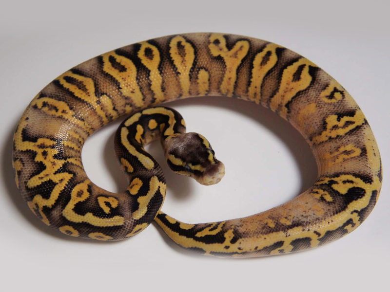 Fader Super Pastel Yellow Belly