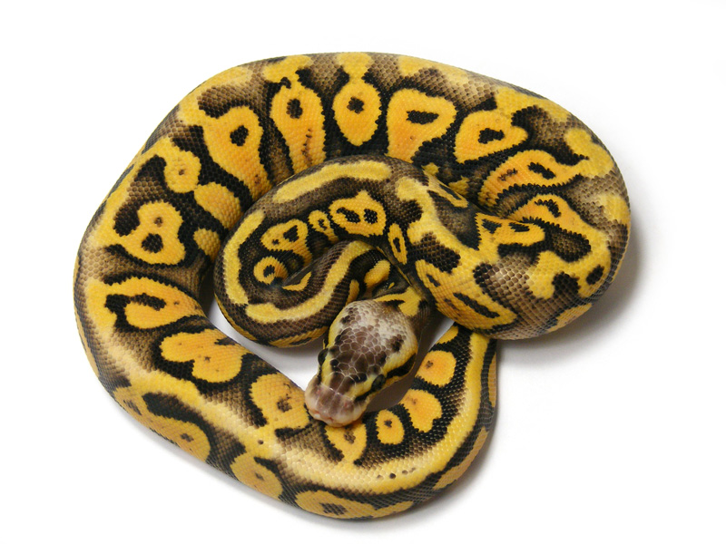 Fader Super Pastel Yellow Belly