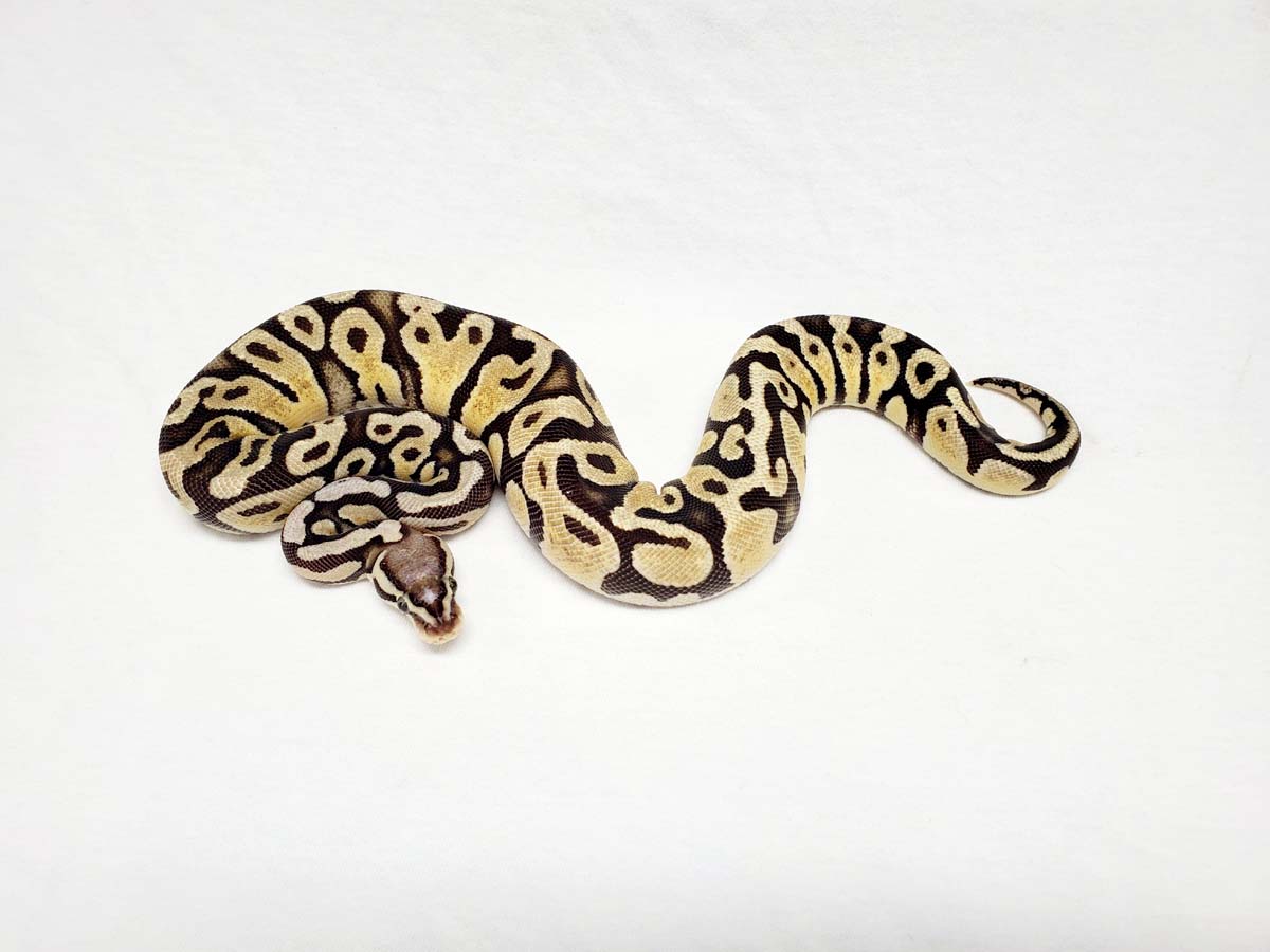 Fir Pastel Scaleless Head