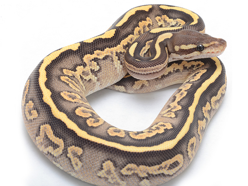 Fire Black Pastel Mojave