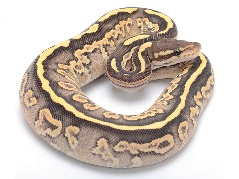 Fire Black Pastel Mojave