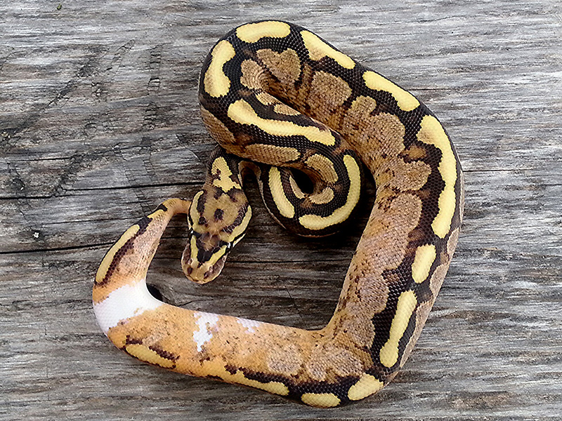 Fire Calico Spotnose