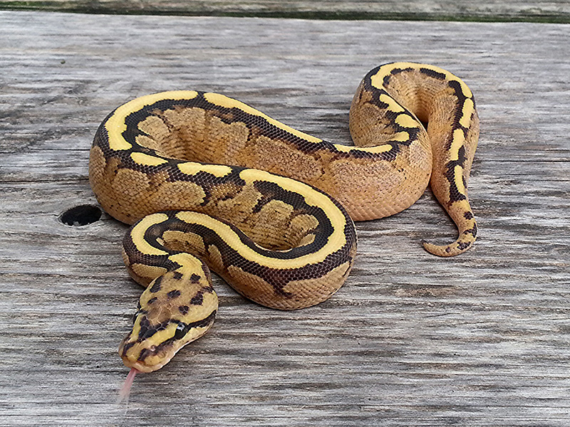 Fire Calico Spotnose