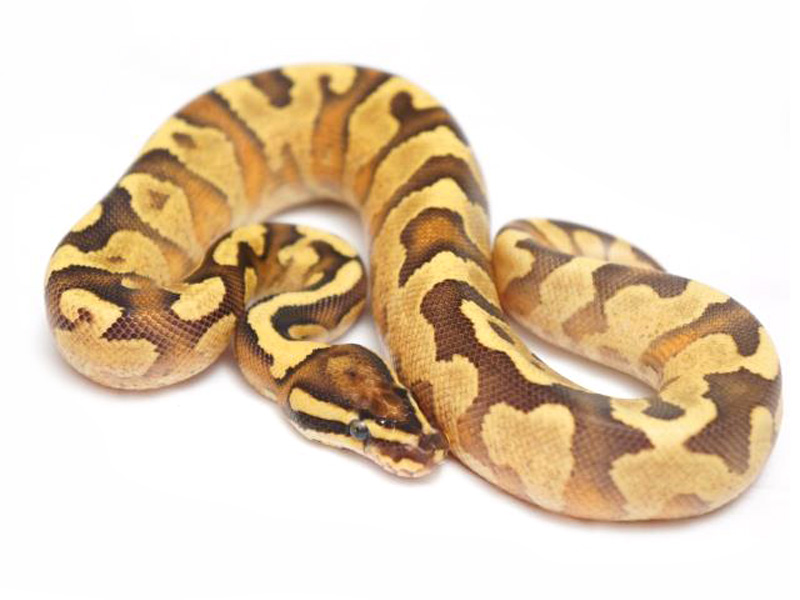Fire Enchi Yellow Belly