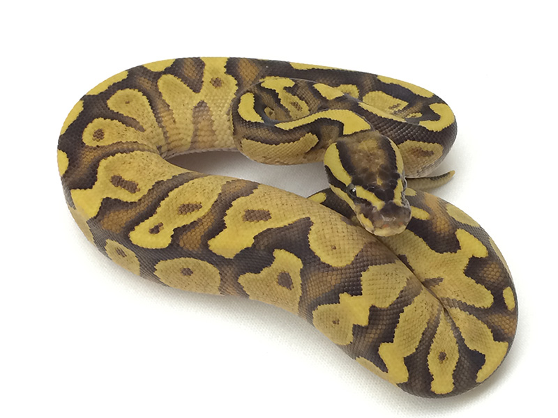 Fire Enchi Yellow Belly