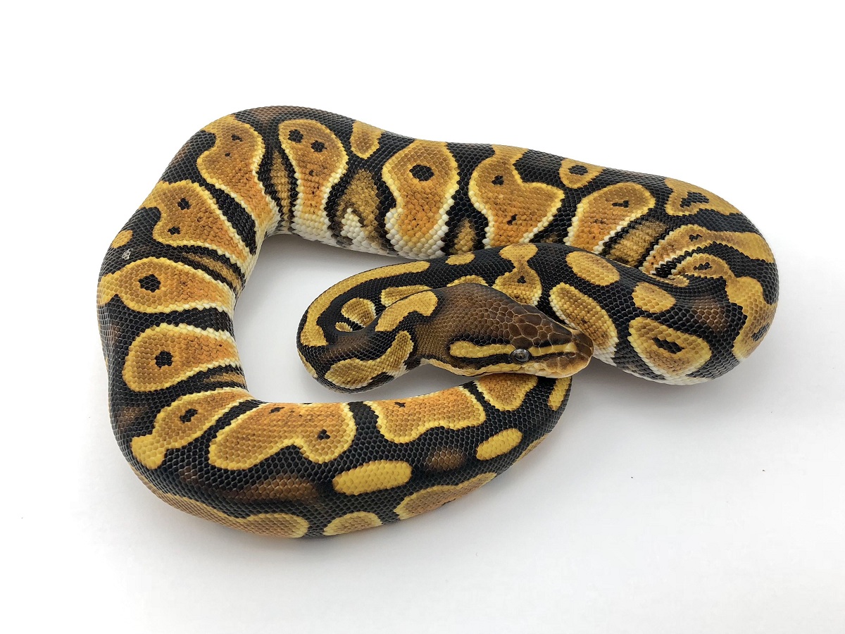 Fire Genetic Black Back Huffman Orange Dream