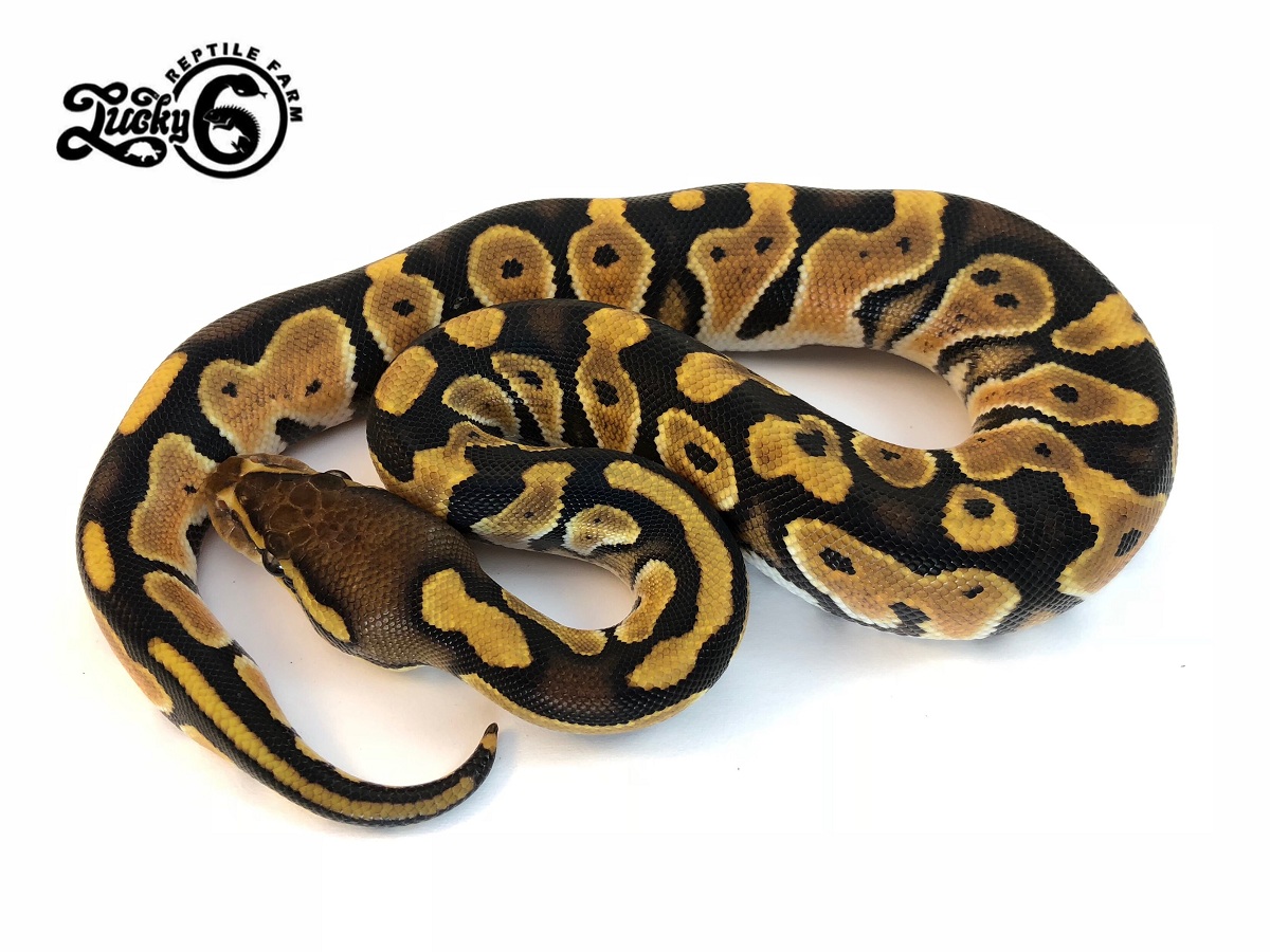 Fire Genetic Black Back Huffman Orange Dream