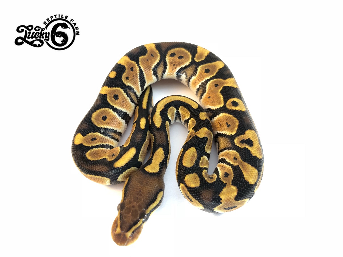 Fire Genetic Black Back Huffman Orange Dream