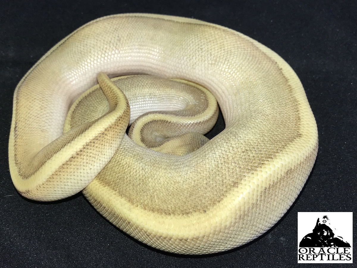 Fire Genetic Stripe Mojave