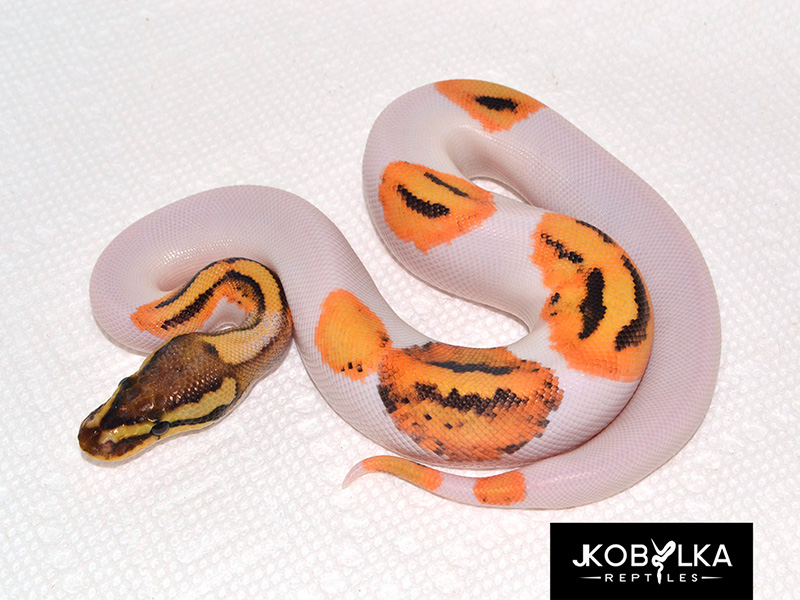 Fire GeneX Piebald