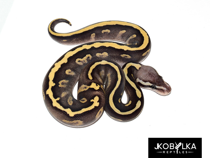 Fire Ghi Leopard Mojave Pastel