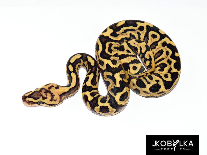 Fire Ghi Leopard Spotnose