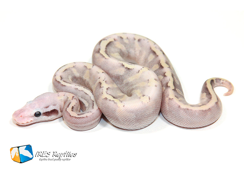 Fire Ghi Mojave Pastel Spider