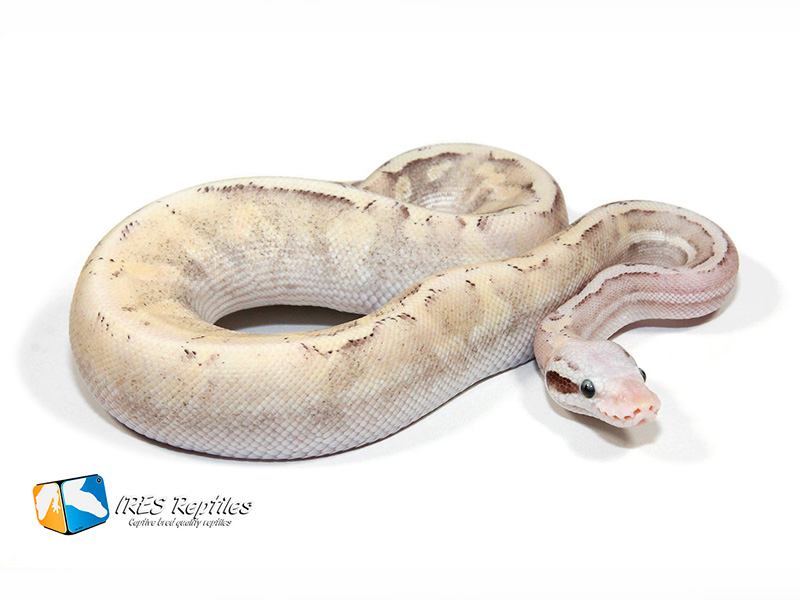 Fire Ghi Mojave Pastel Spider