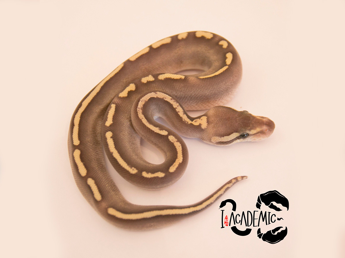 Fire Ghi Mojave Yellow Belly