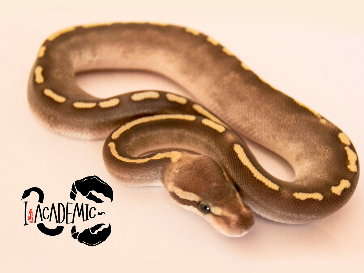 Fire Ghi Mojave Yellow Belly