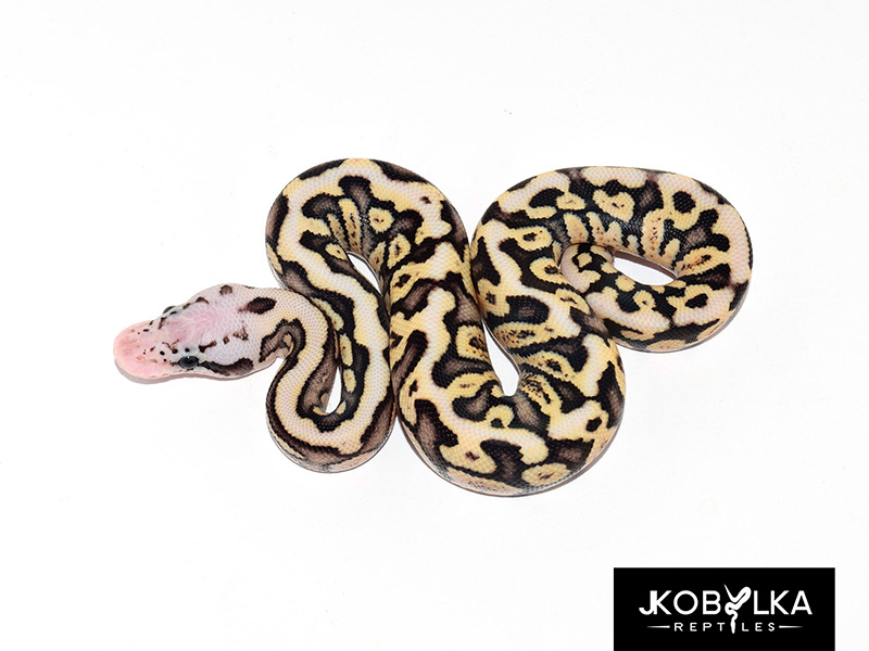 Fire Ghi Pastel Spotnose