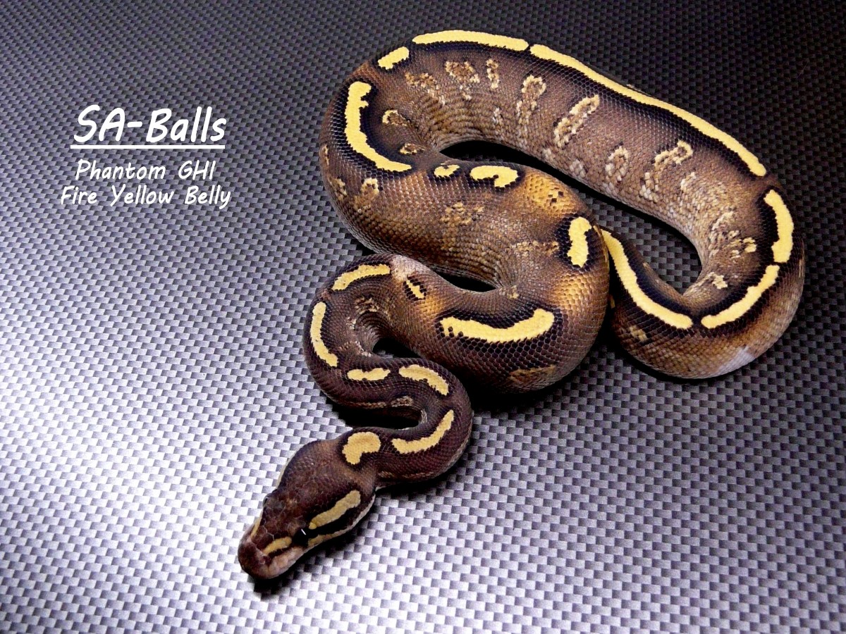 Fire Ghi Phantom Yellow Belly