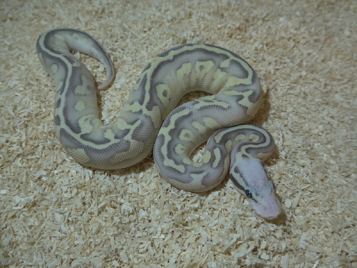 Fire Ghost Lesser Pastel