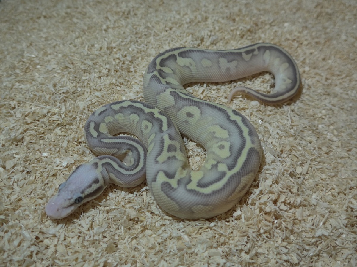 Fire Ghost Lesser Pastel