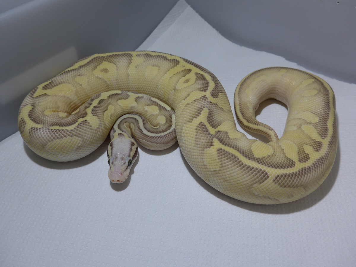 Fire Ghost Lesser Pastel