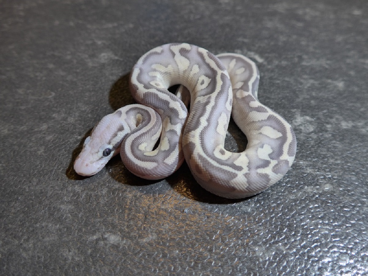 Fire Ghost Lesser Pastel