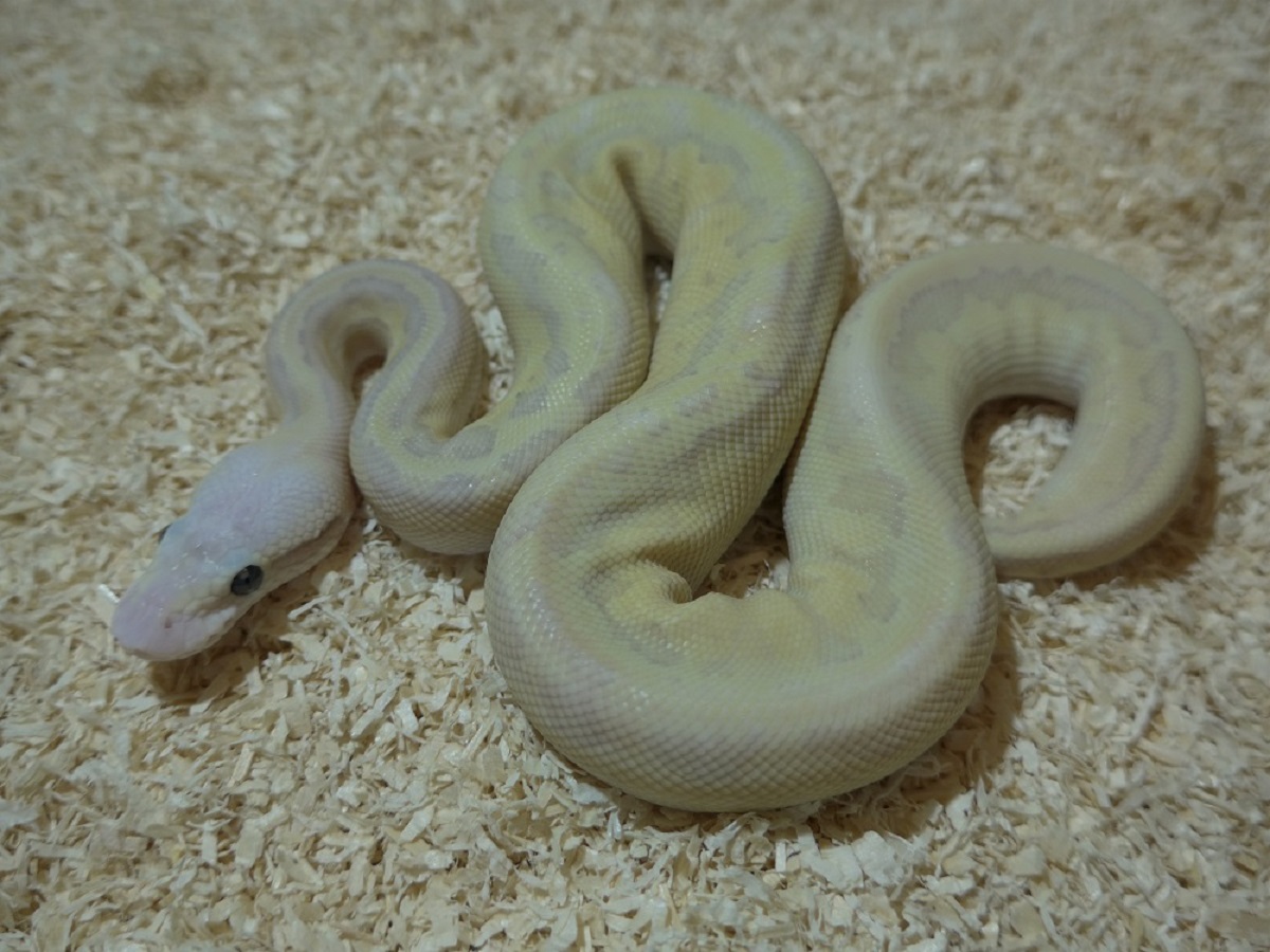 Fire Ghost Lesser Pinstripe Super Pastel