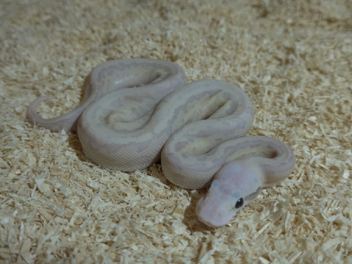 Fire Ghost Lesser Pinstripe Super Pastel