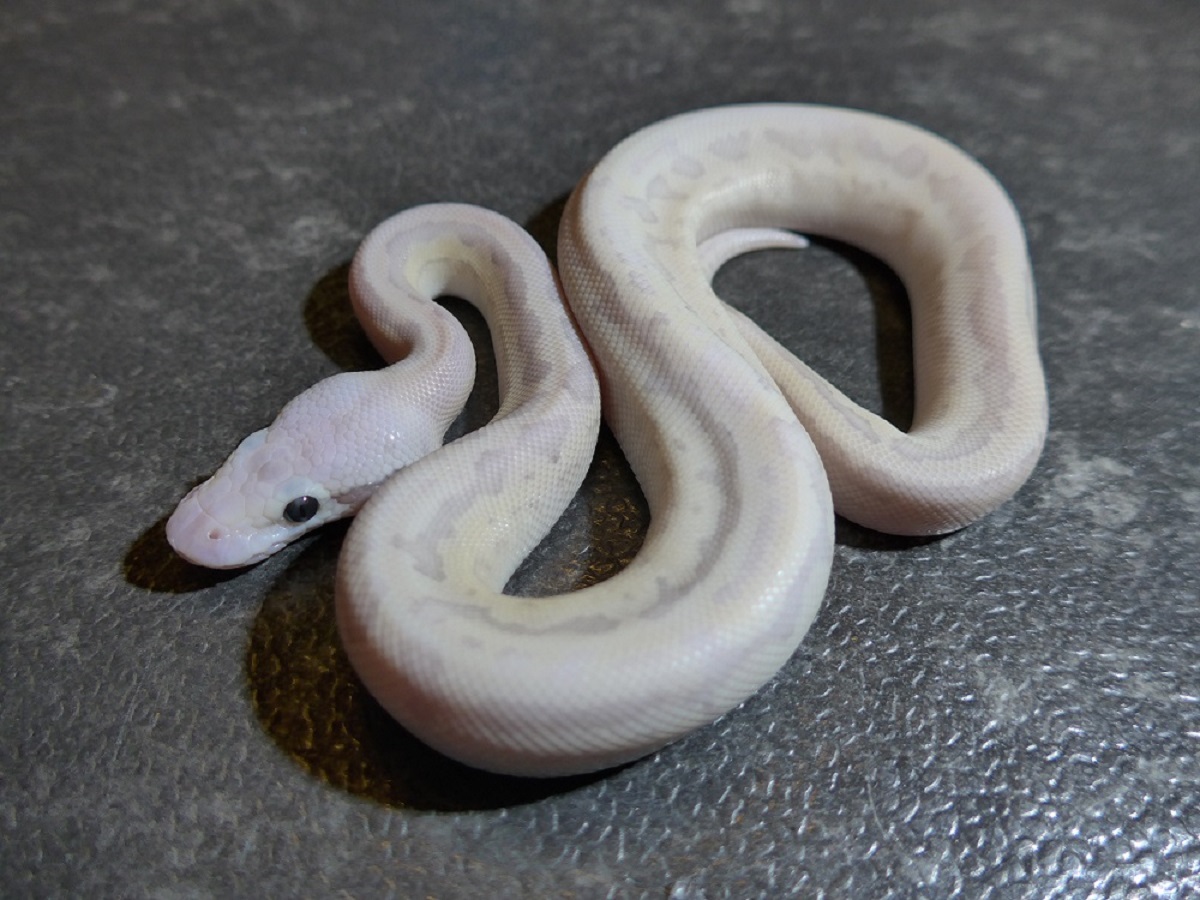 Fire Ghost Lesser Pinstripe Super Pastel