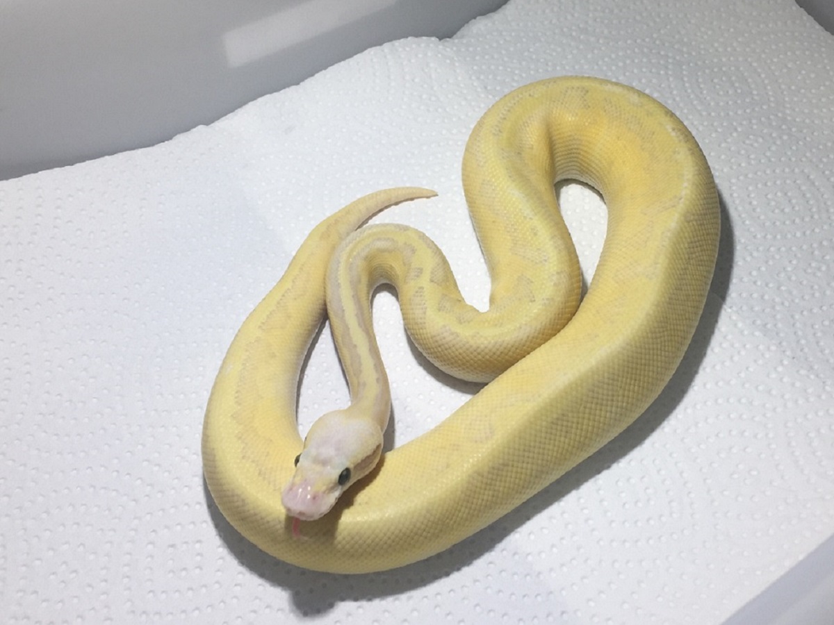 Fire Ghost Lesser Pinstripe Super Pastel