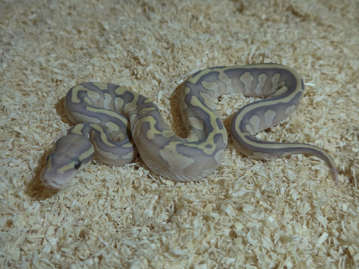 Fire Ghost Lesser